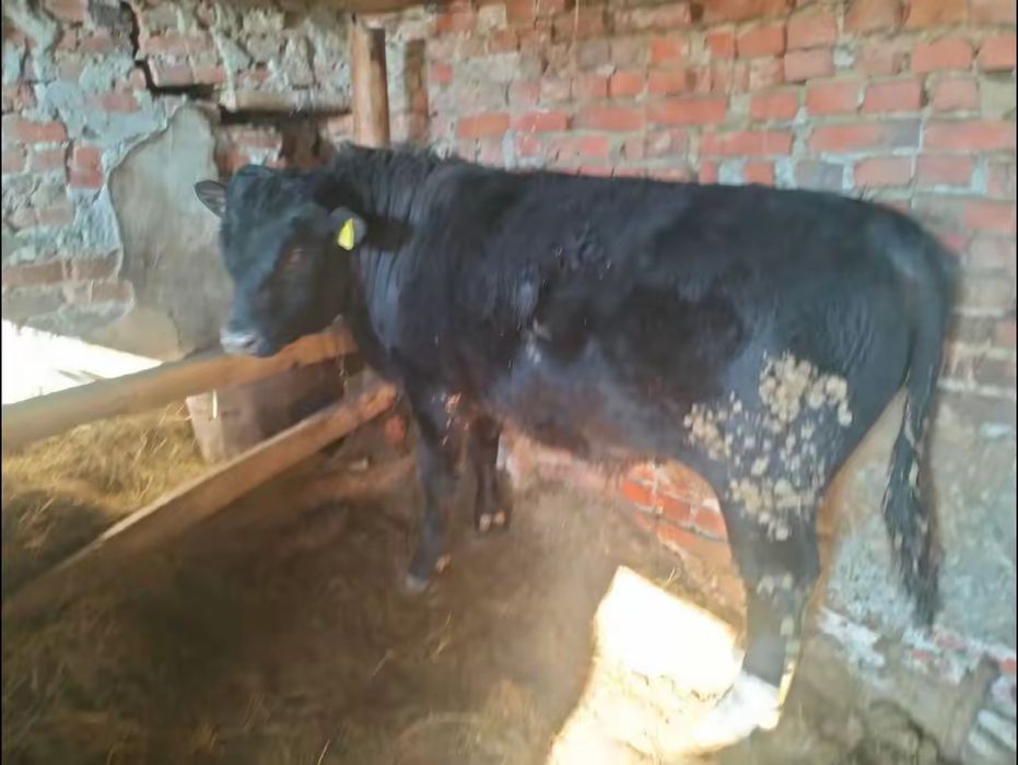 Быки с откорма продаются