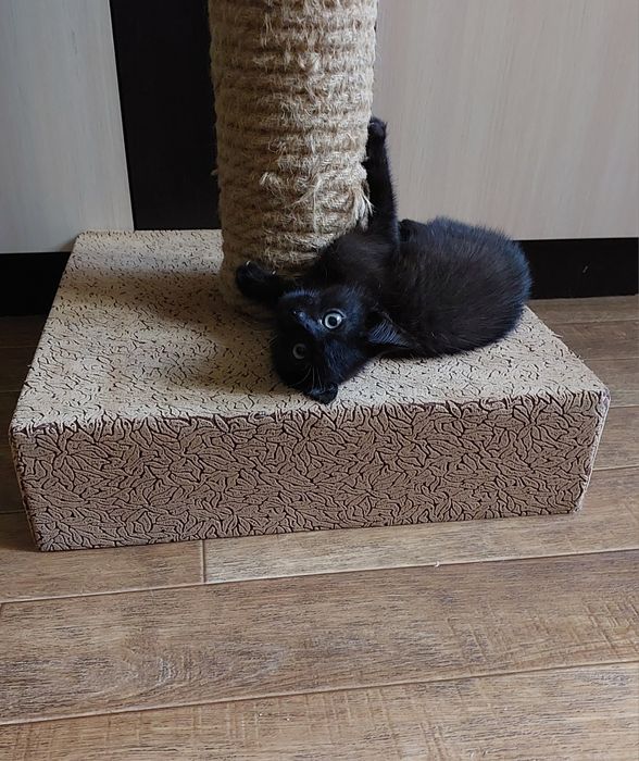 Отдам котенка в добрые руки