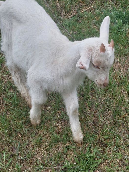 Vand iezi rasa Sannen