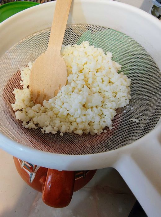 Ciuperca tibetana kefir lapte apa Kombucha