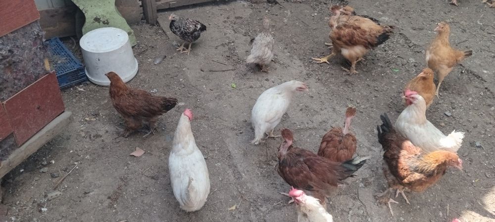 продам куриц и питуха