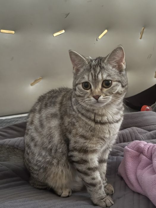 Отдам кошку британец/шотландец