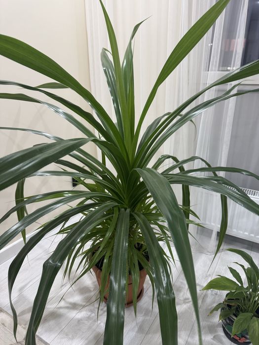 Продам цветокккк