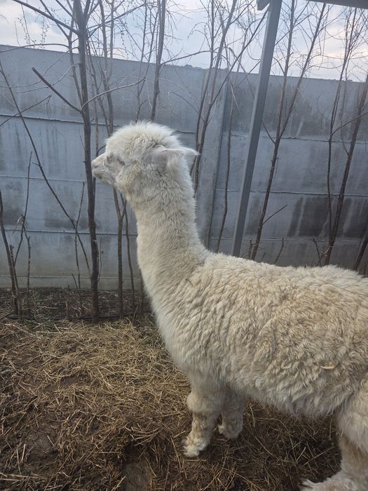 Alpaca doi masculi
