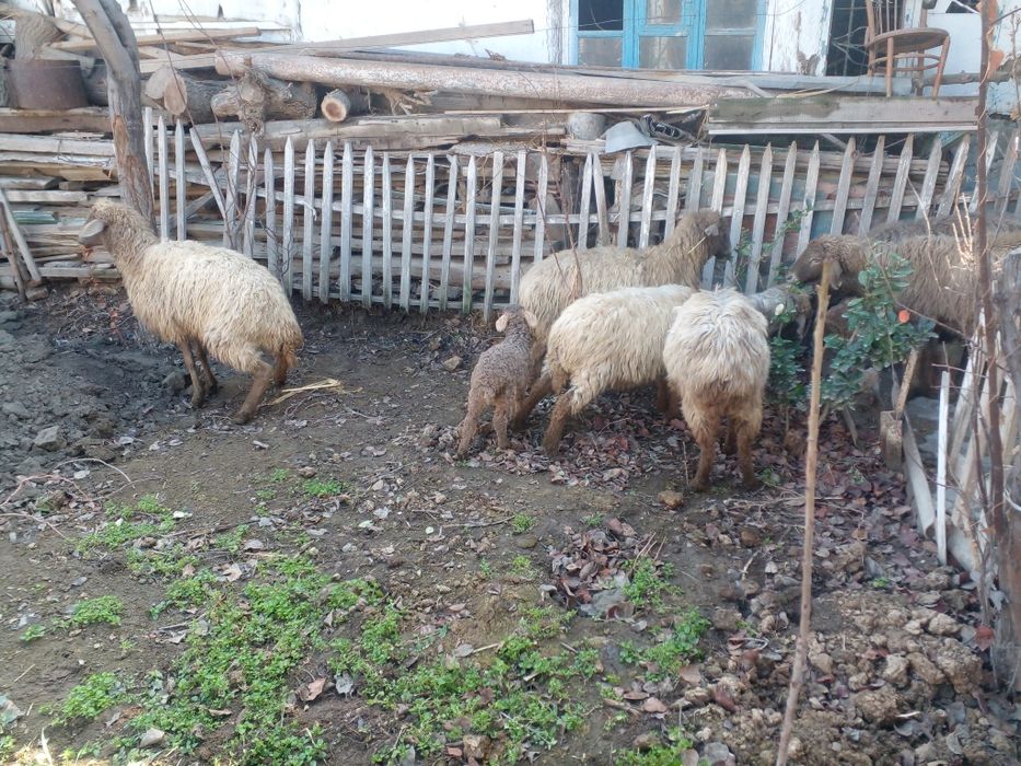 Араби куйлар сотилади