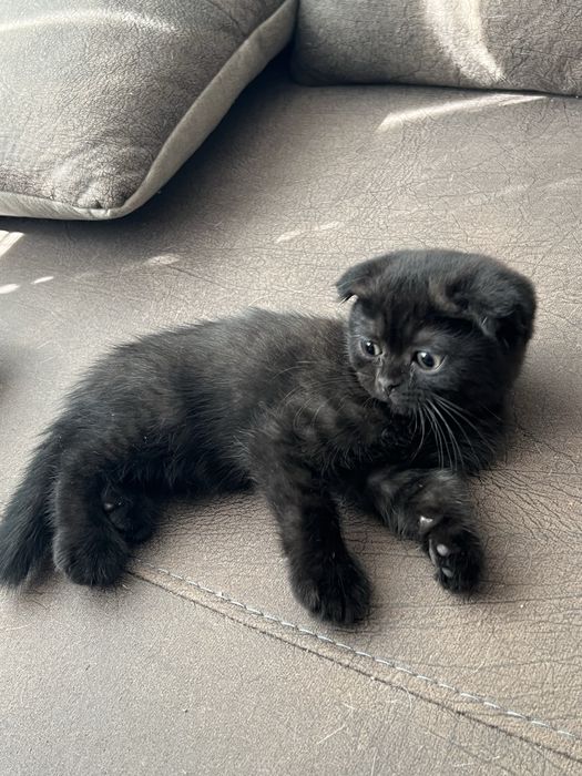 Шотландско клепоухо коте