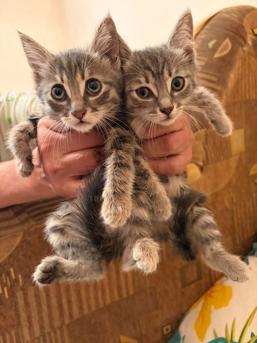 Котята бесплатно