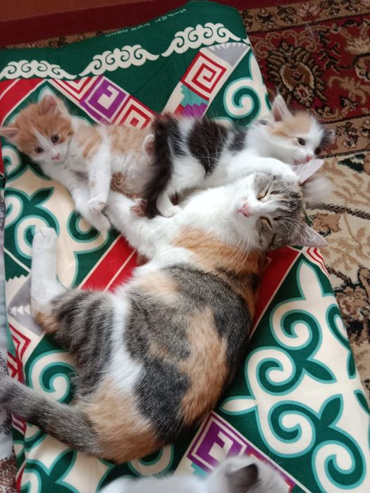 Отдам в добрые руки