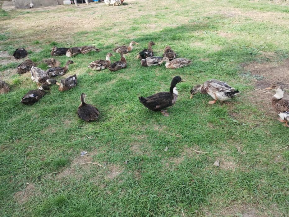 Vând rațe de anul acesta