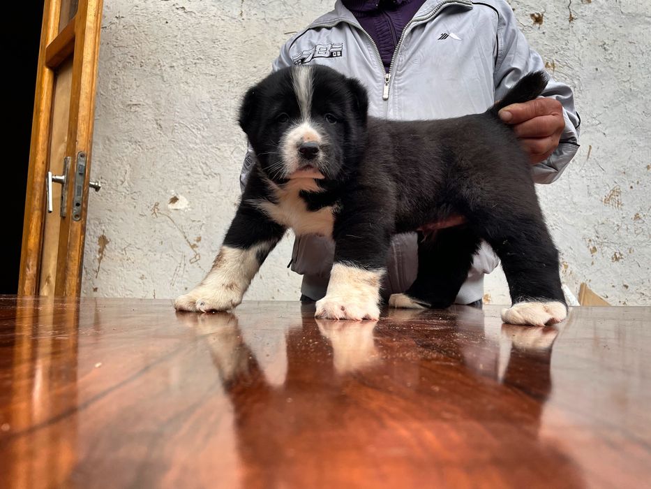 Щенок Туркменского Алабая ( Супер гигант )