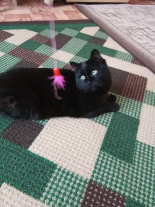 Отдам кошечку в добрые руки