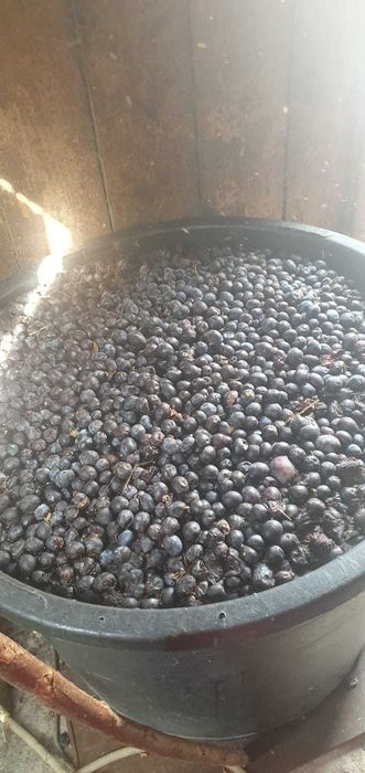 Vand prune pentru tuica