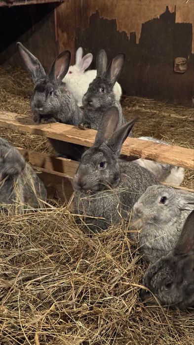 Продам кроликов.
