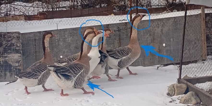 Продам два гуся самцы. Молодые. Серый крупный