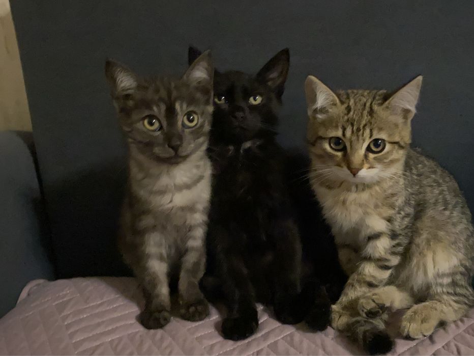 Отдам котят в добрые руки!