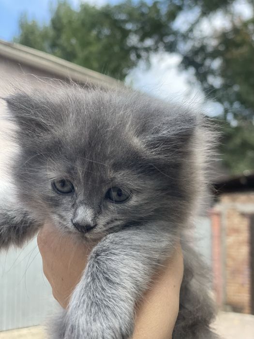 Отдам котенка в добрые руки