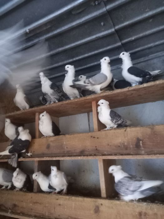 Vînd porumbei misurli