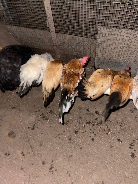 Yapon horoz sotiladi 200min