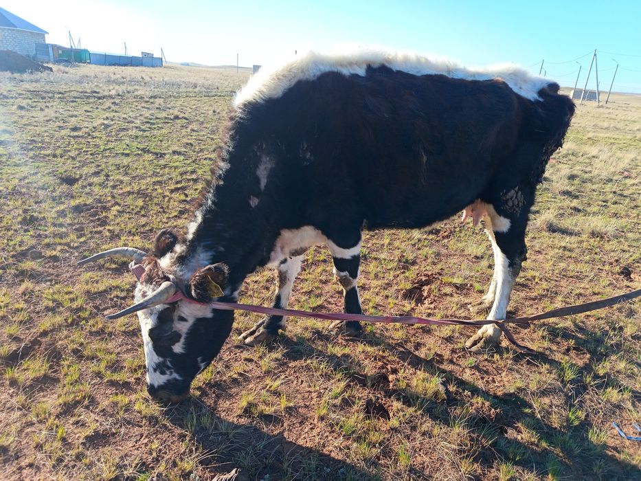 Продам корову 450000