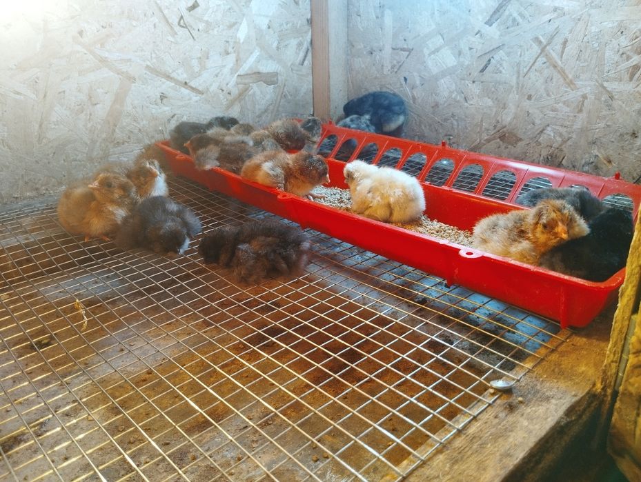 Цыплята суточные