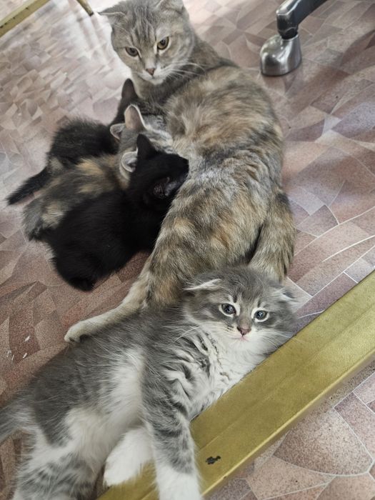 Котята в добрые руки