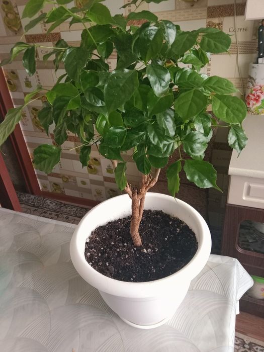 Цветок Радермахера дерево продам