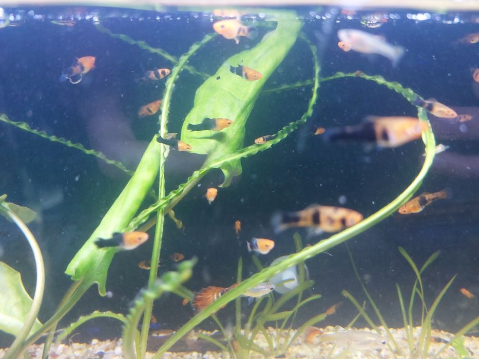 Меченосец малёк +/- 2 см