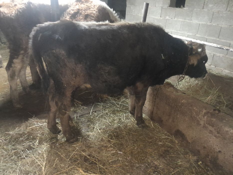 1 бұқа 2 сиыр. бычок 2 коровы