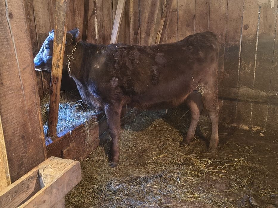 Vind o vițică de un an frumoasă