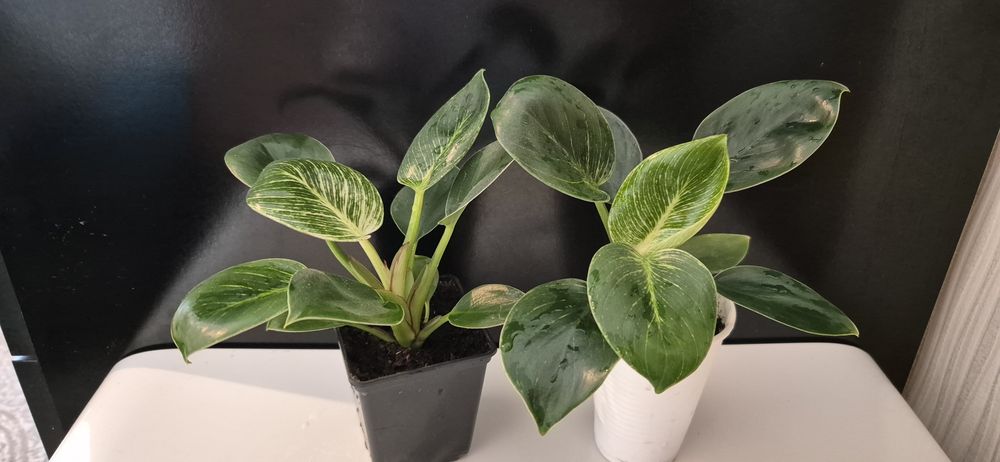 Филодендрон Биркин