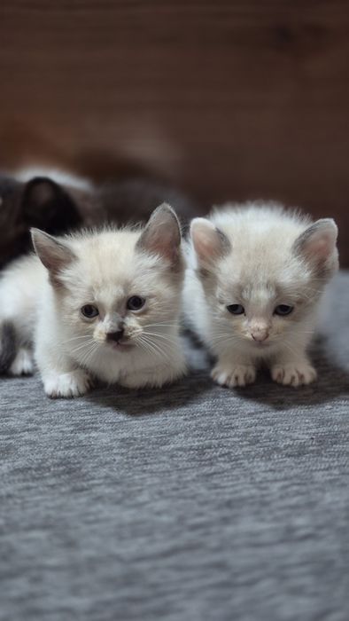 Отдам котят в добрые руки!