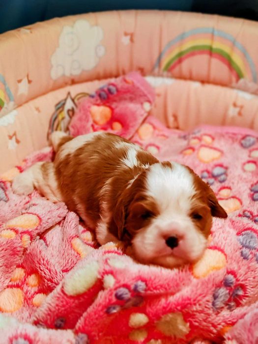 Vindem Fetita Cavalier KCS din Parinti campioni testati genetic