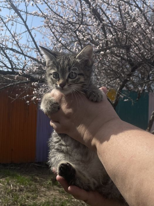 Котенок мальчик ищет семью