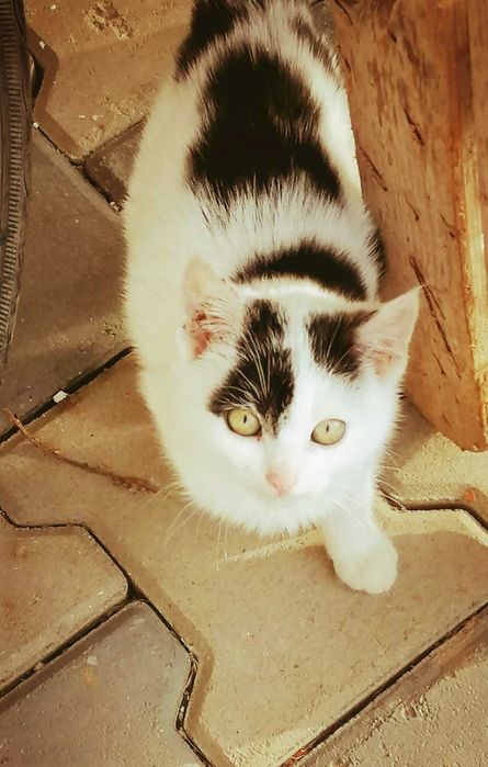 DONEZ pui de pisica,in Suceava