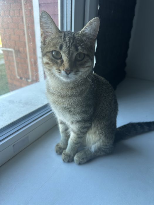 Кошка отдам в добрые руки