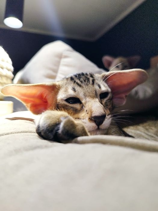 Ориентальные котята экстримального типа