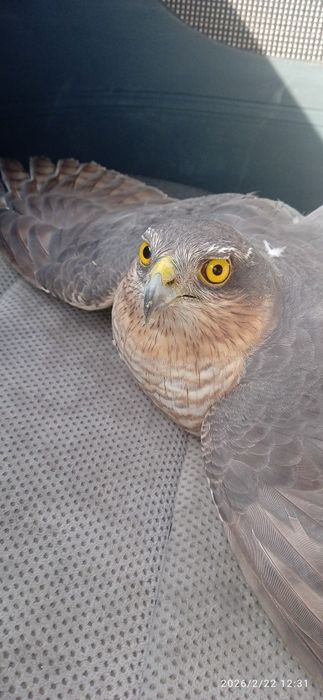 Ястреб перепелятник