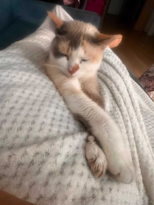 Donez pisicuta de rasa Siamese