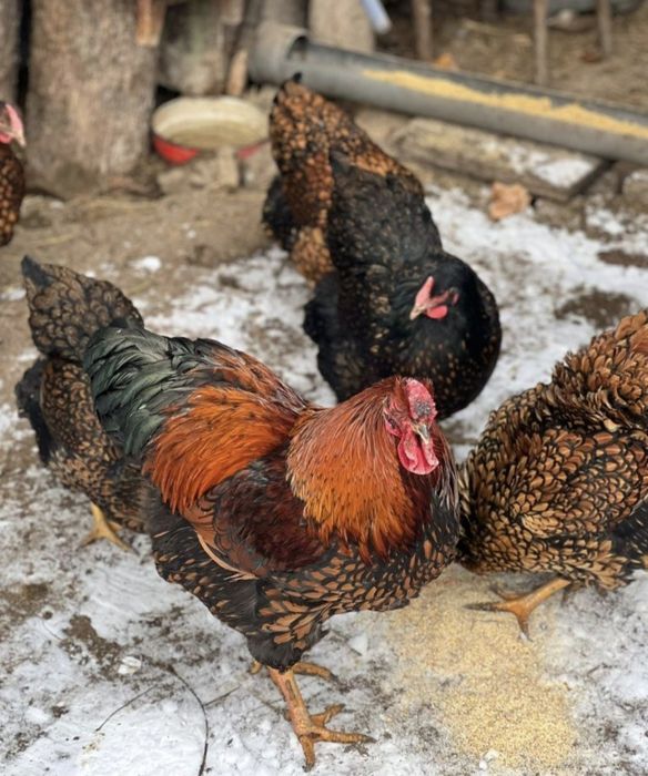 Vand oua de incubat  wyandotte(rosu-negru/alb-negru) si playmouth