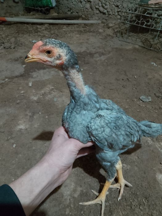 Дакан пепел шоже