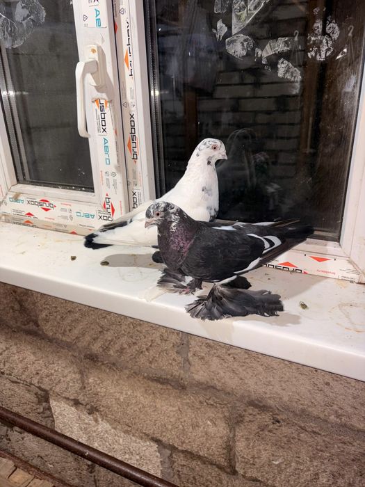 Продаются сочи пара