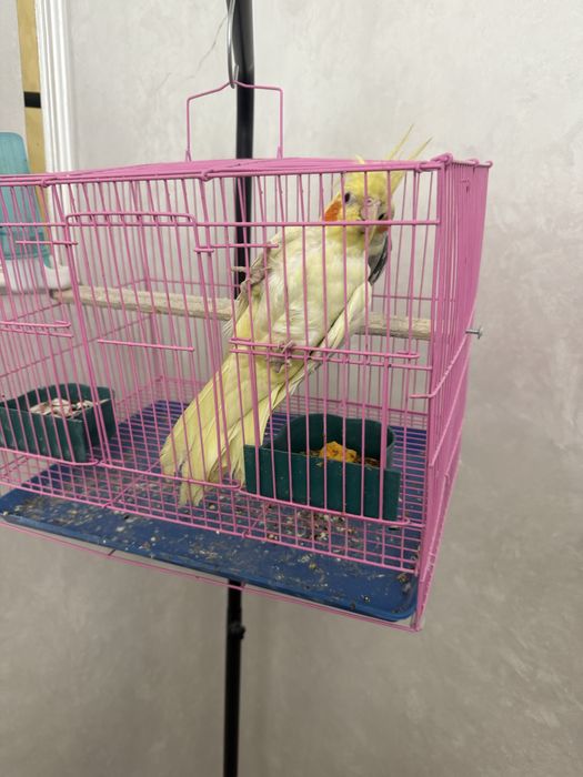 Продается попугай Корилла