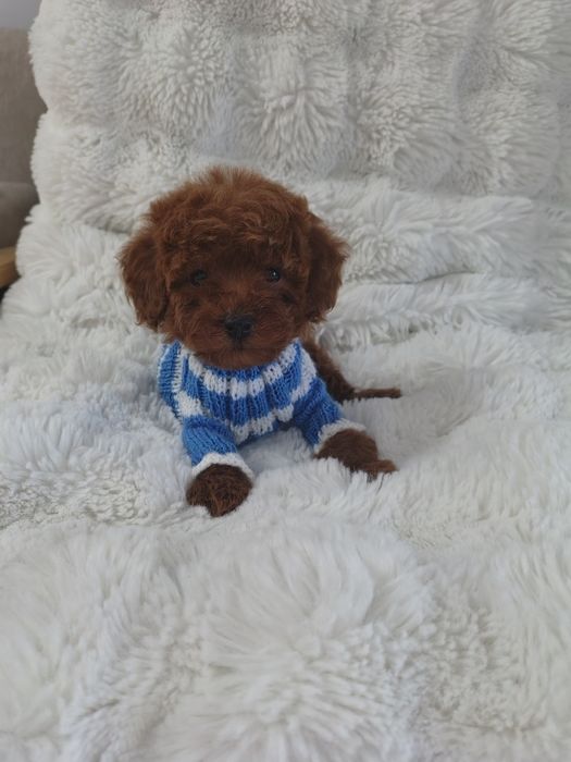 Mascul pudel talie mica