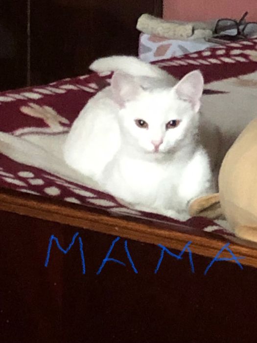 Продам очаровательных, милых котят