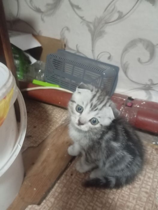 Продам котят вислоухие