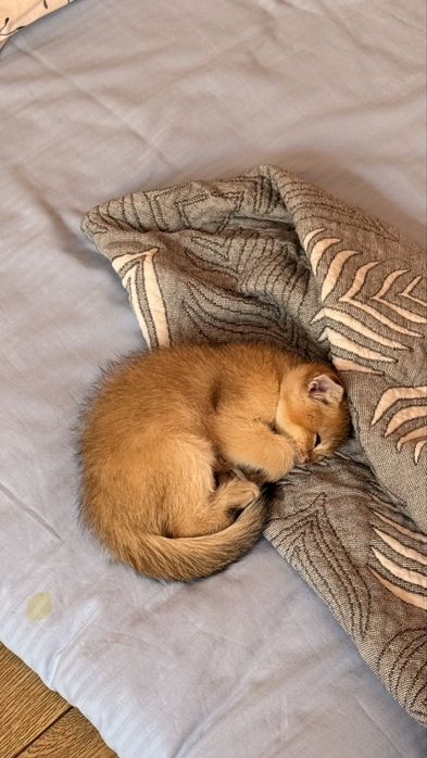 Срочно продаю котенка