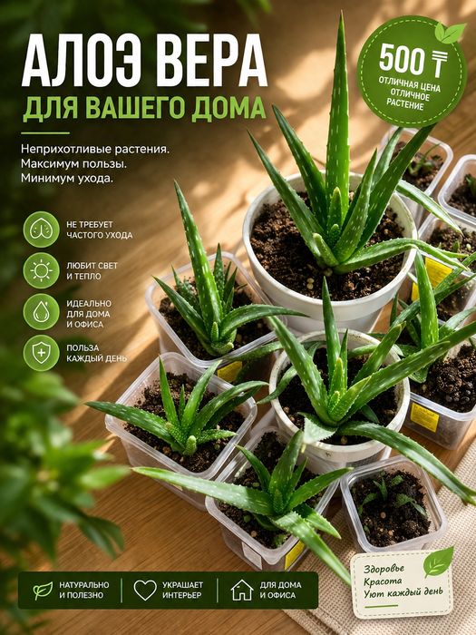 Комнатные цветы не дорого