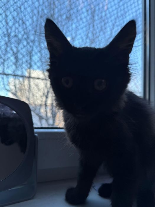 Котенок в добрые руки