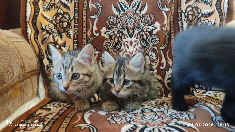 раздаем котят в добрые руки , бесплатно