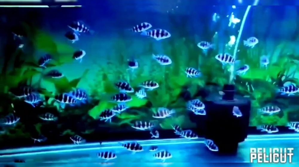 Мальки Cyphotilapia Frontoza Nort blue